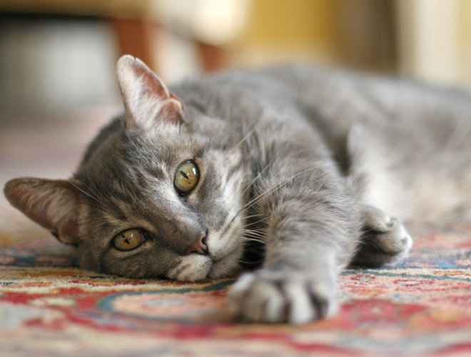 spoil your cat