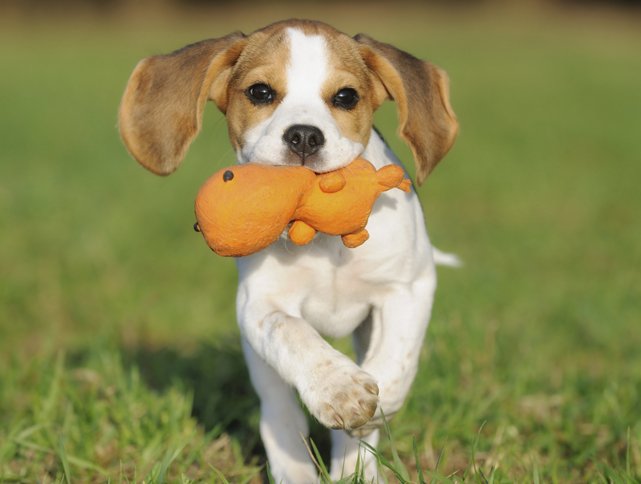 dog toys
